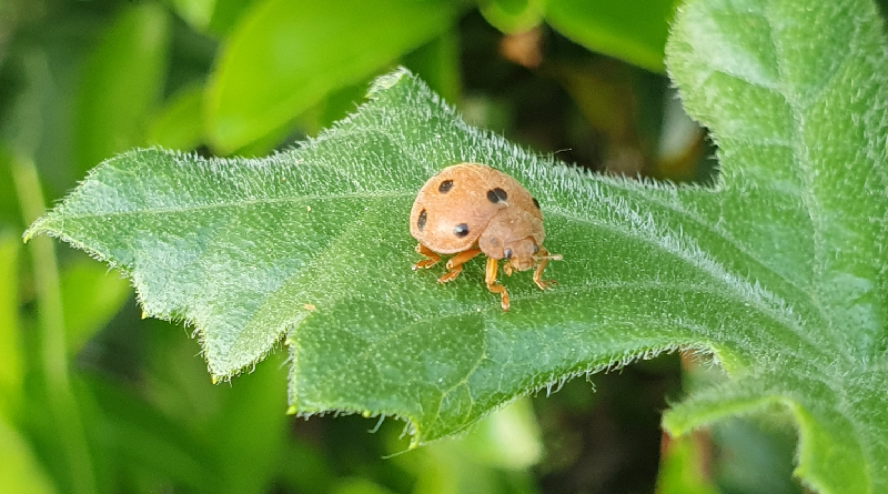 Coccinelle de la BryoneArpajon photo Sabine Beutin 