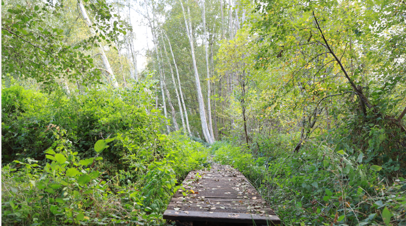 Le sentier de découverte de la Réserve des étangs de Bonnelles. © M’Essonne