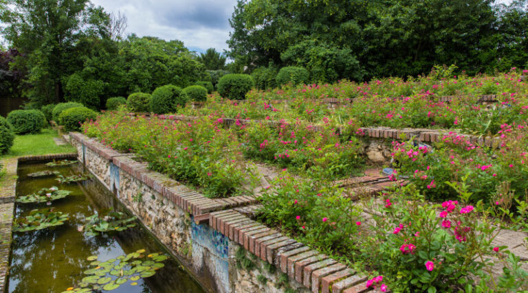 Les rosiers du parc Boussard à lardy. Photo ©Christophe Bertolin