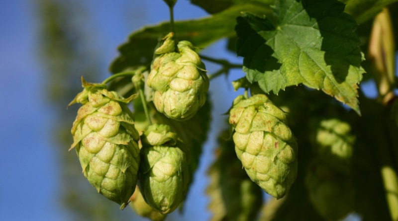 houblon
