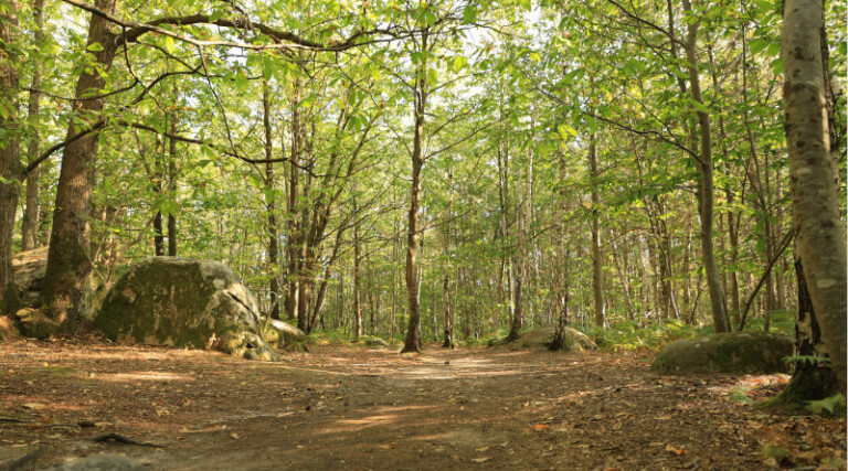 forêt des grands avaux illustration foret photo LC M'Essonne