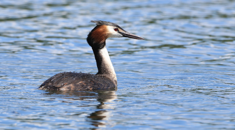 Le grèbe huppé peut s'observer facilement. photo Waldemar Zielinski Pixabay