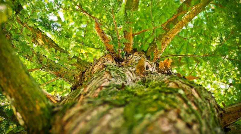 Autre nouveauté : une balade en forêt avec La compagnie des Hommes. Photo (c) Michael Gaida