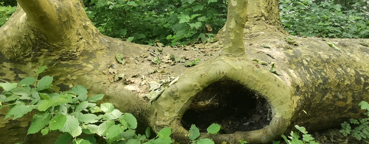 Le platane de Brunoy, en Essonne, s'est donné une seconde vie après la tempête de 1999. Photo LC-MEssonne