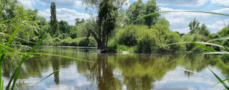 Le marais d'Itteville en Essonne, par Olga.
