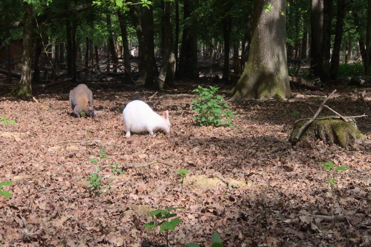 wallabies-parc-de-janvry