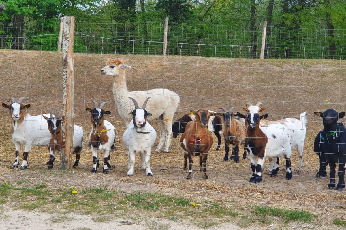 animaux-du-parc-aventure-floreval