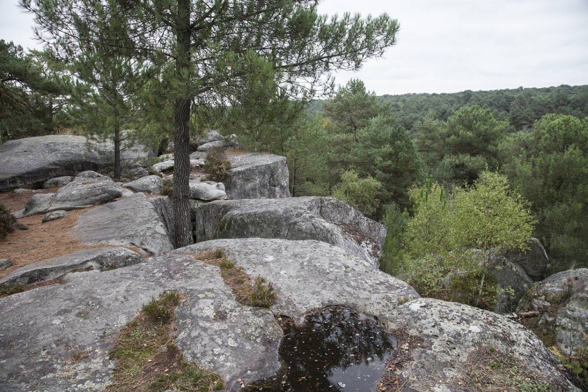 forêt-fontainebleau