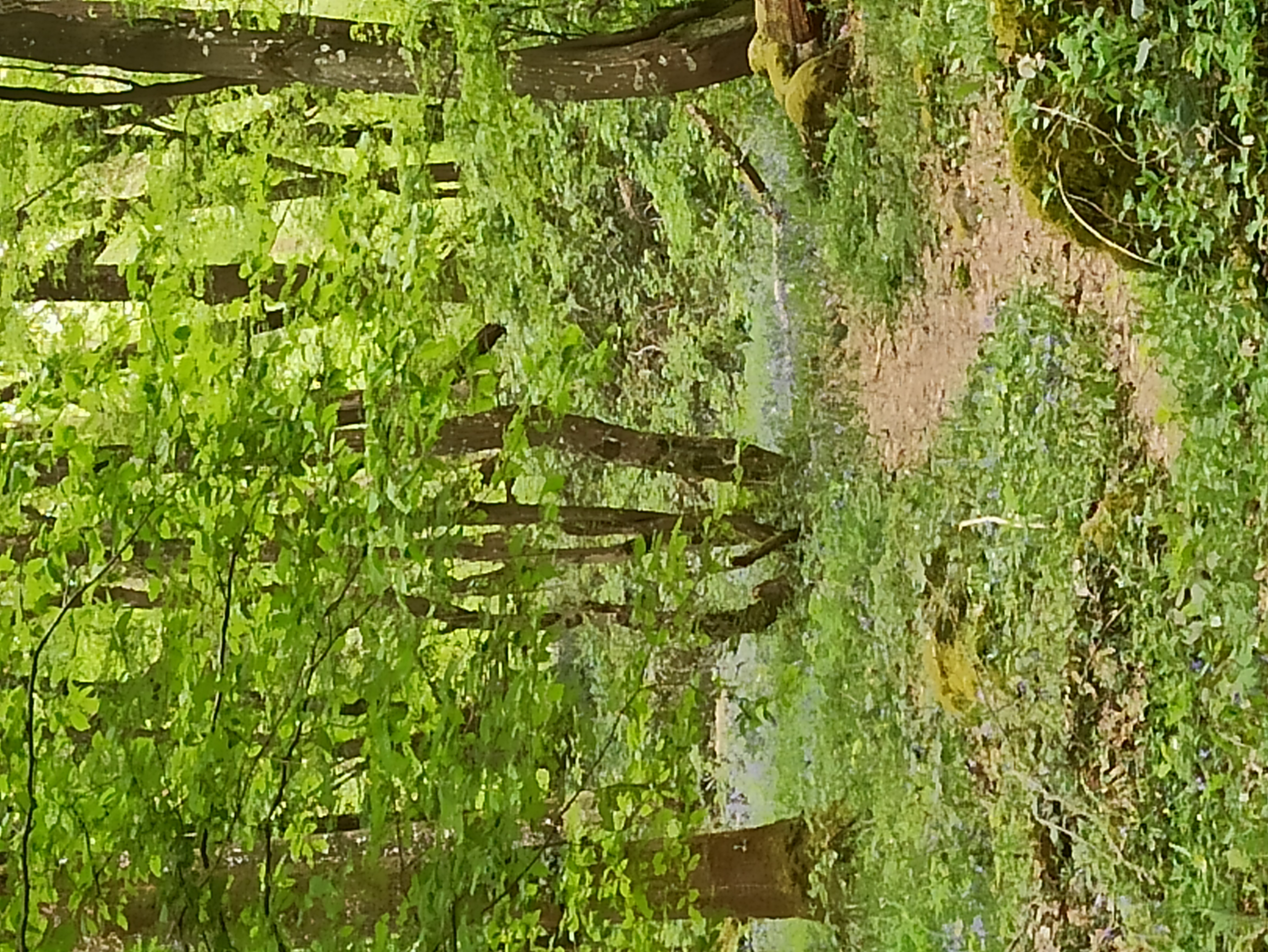 Chalouette en Herbes/ Séverine Collet