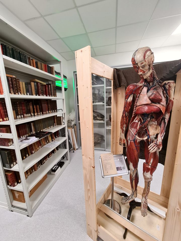 Visite des collections d’histoire naturelle de l’Université Paris-Saclay