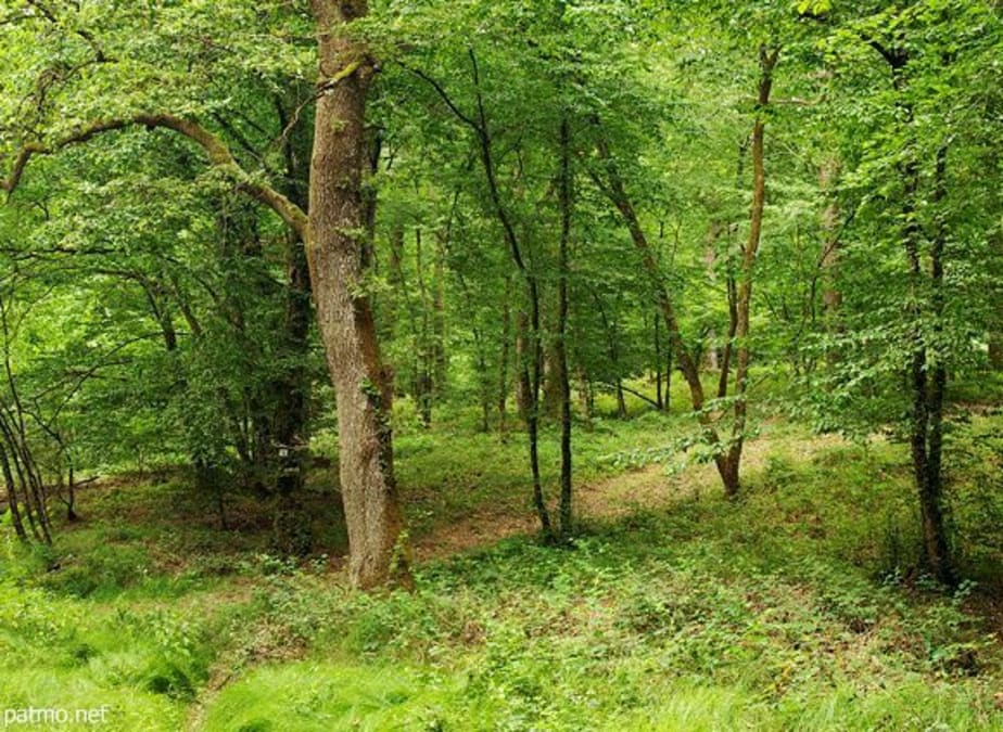 Forêt du bois des Gelles